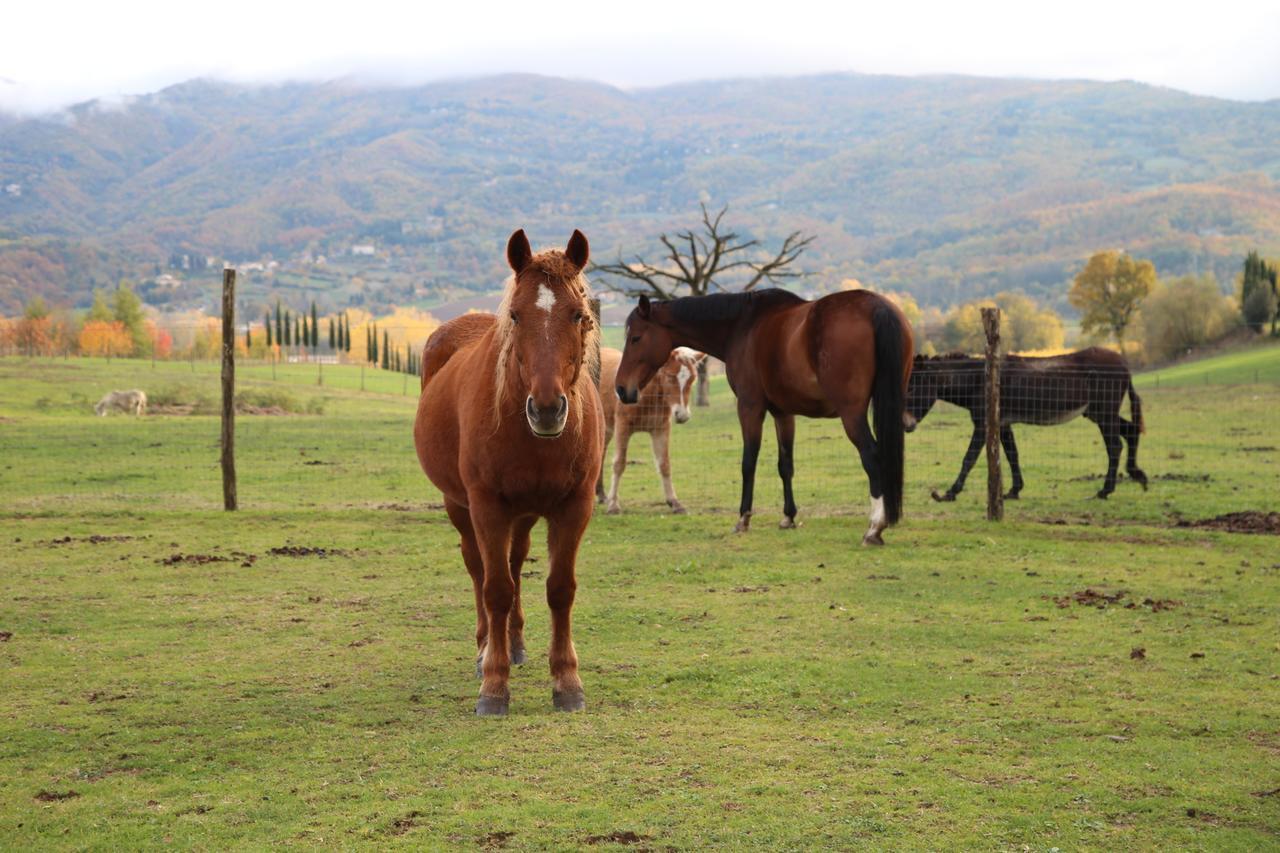 Agriturismo La Colombaia Villa Vicchio Esterno foto